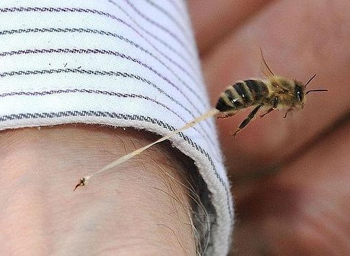 abeja Farmacia Acacia